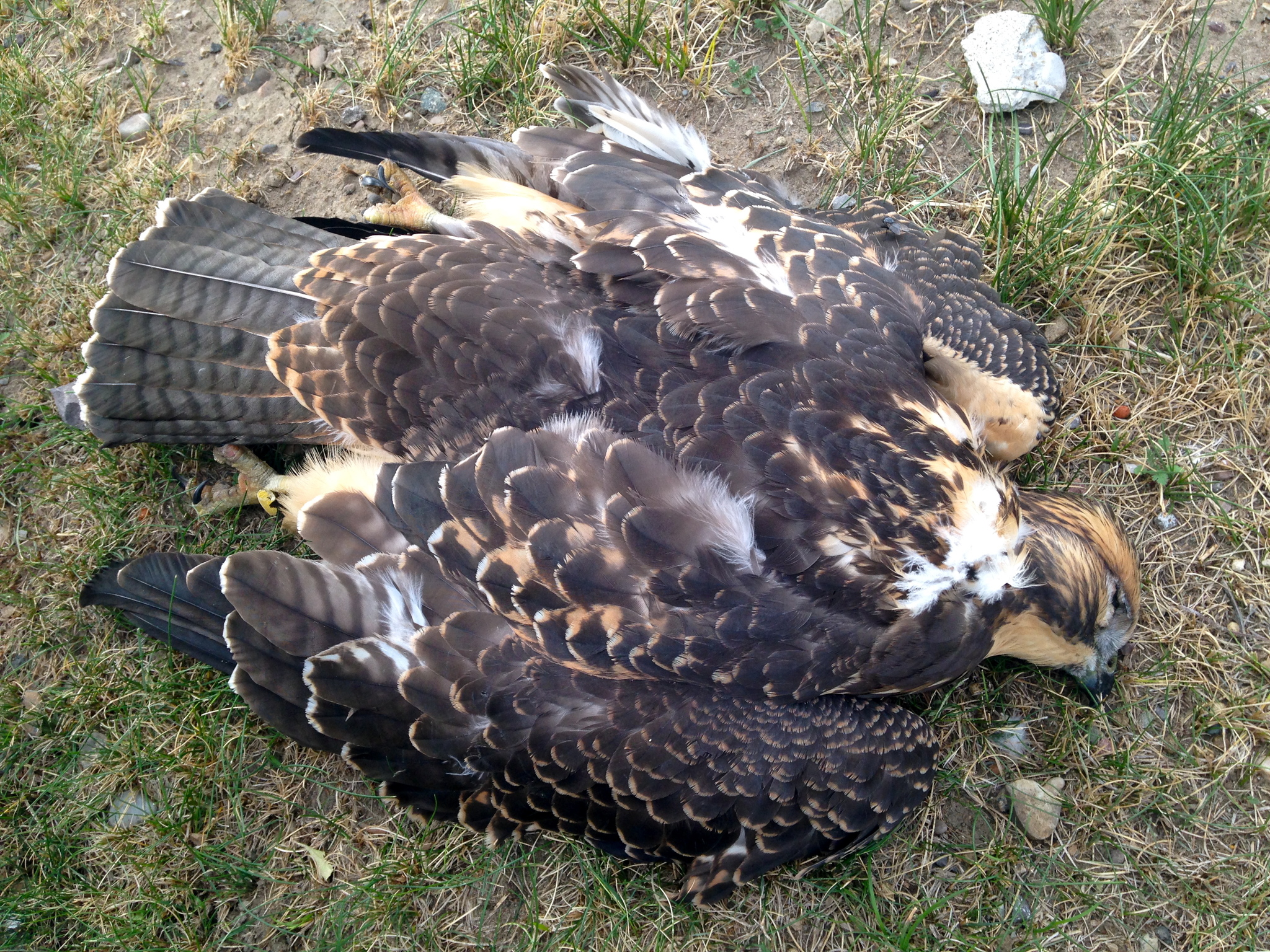 Buteo swainsoni
