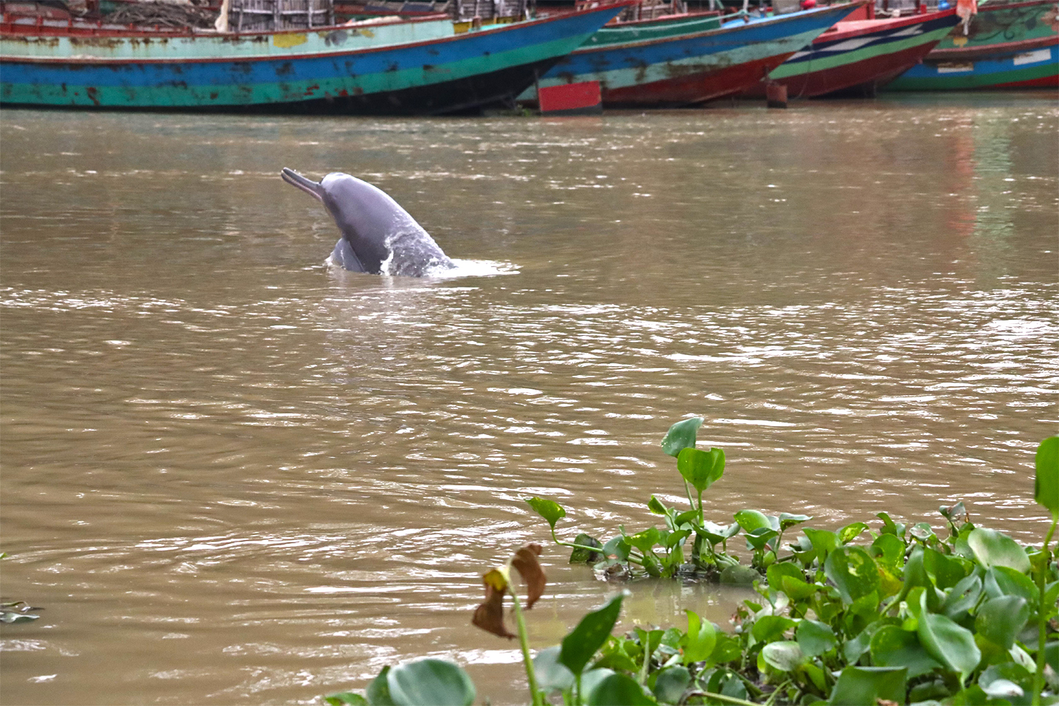 A recent survey found that around 20 Ganges river dolphins survive in the polluted Buriganga River. Image courtesy of Md. Aminur Rahman.
