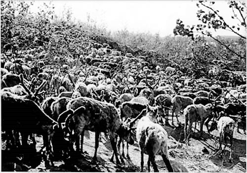 Reindeer herd in Čáhkáljávri, Enontekiö, Finland, 1964.jpg