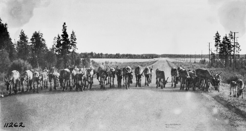 A herd of reindeer on the road 1962 (JOKAKAL3B-12290).tif