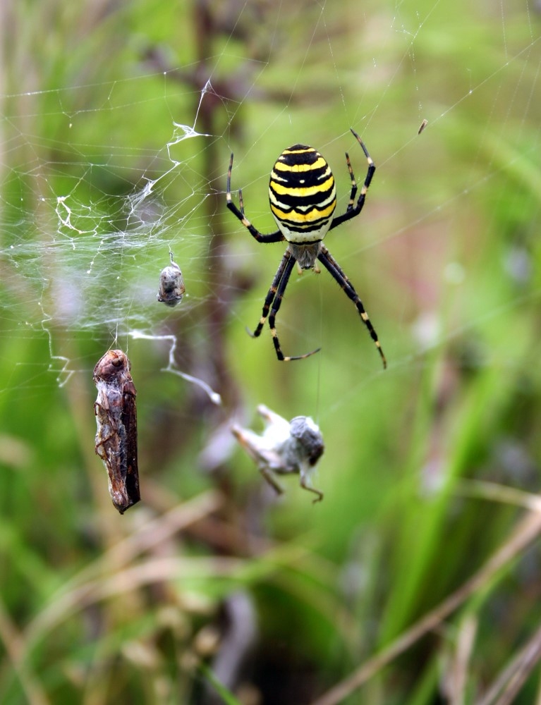 Argiope bruennichi