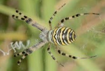 Argiope bruennichi