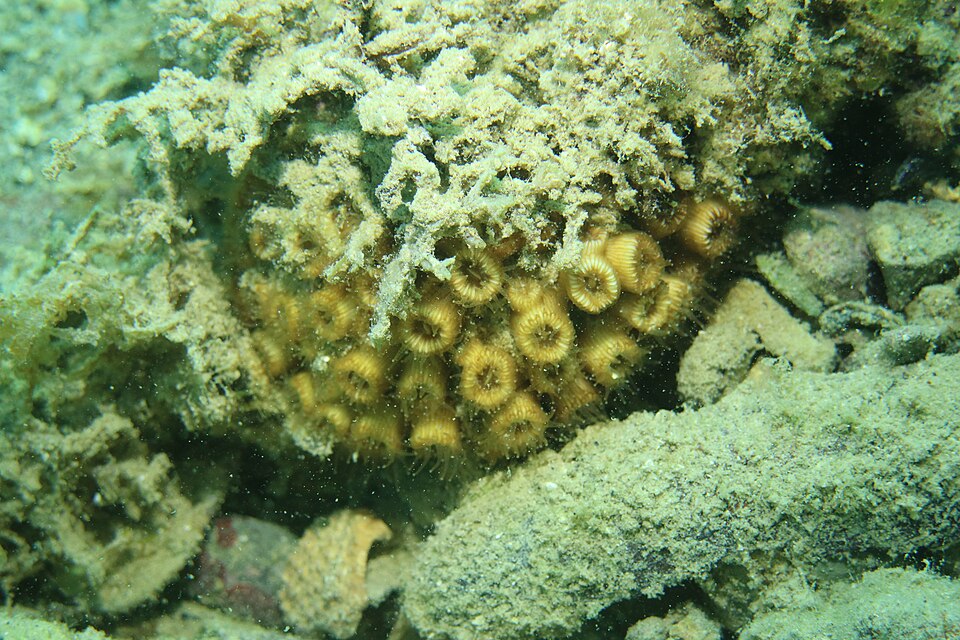 Cladocora caespitosa Rasenkoralle 2.jpg