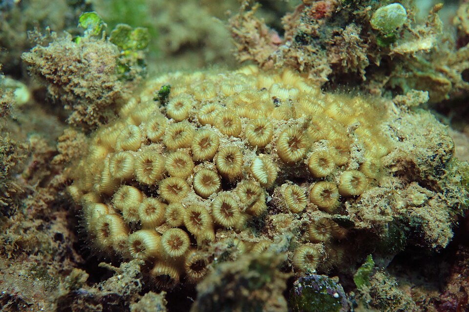 Cladocora caespitosa Rasenkoralle 3.jpg
