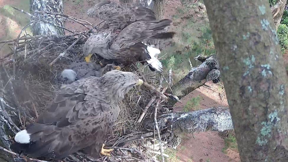 A nest of white-tailed eagles containing the two parents and their chicks. Tree branches can also be seen in the surrounding area and there is sunlight and shrubs on the ground below.
