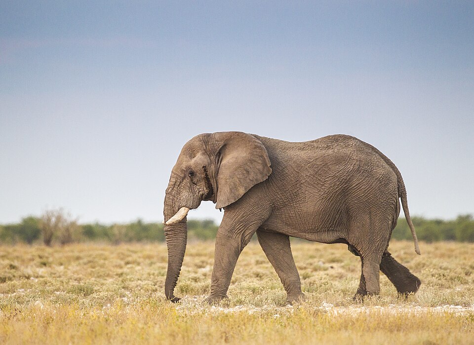 Loxodonta africana - Etosha 2013.jpg