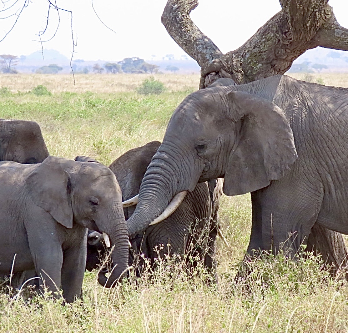 Loxodonta africana — "Loxodonta africana" via GBIF (public domain / CC0) · CC0 1.0