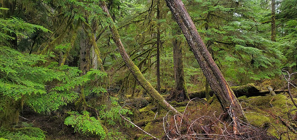 Old Growth Tongass NRT Photo 12 (52502991629).jpg