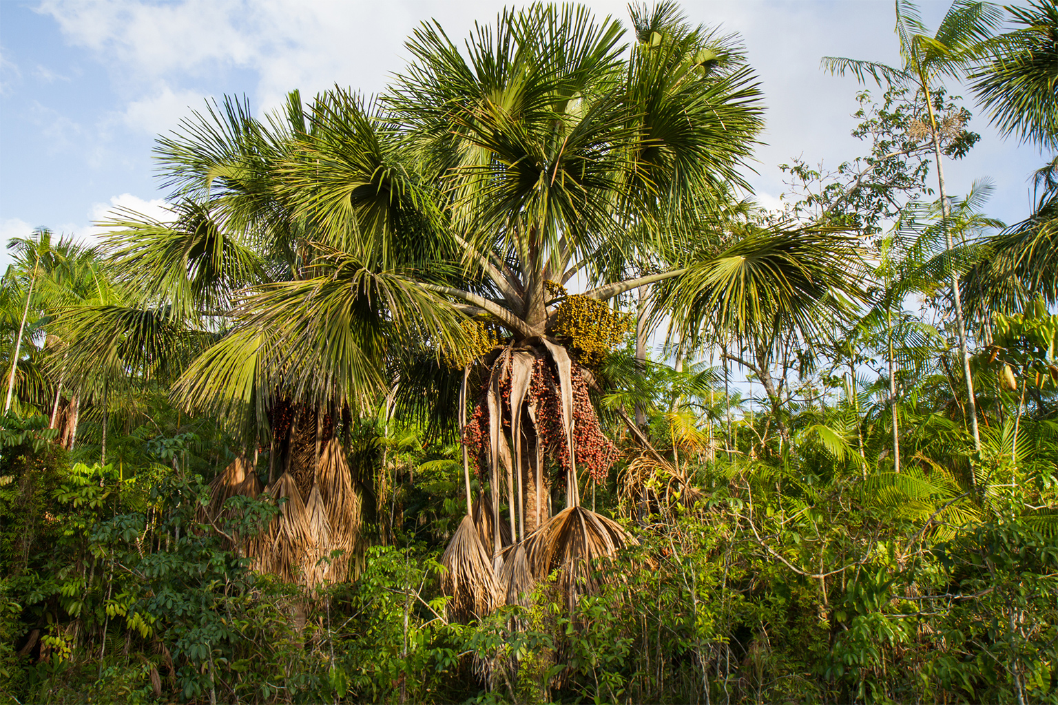 The moriche palm (Mauritia flexuosa) is an imposing, wetland-establishing species. Known as the “tree of life,” it is vital for regulating water and sustaining local biodiversity. Image courtesy of Geison Mesquita.