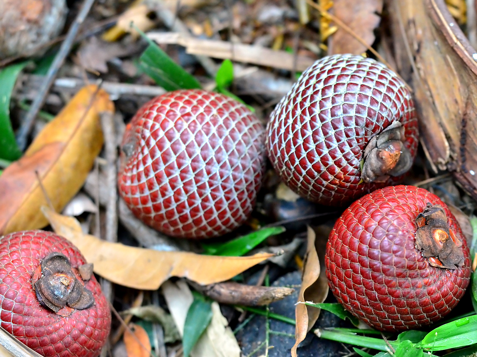 Moriche fruit is rich in vitamins A and C; it is harvested mainly between May and August. Its sale to the food and cosmetics industries provides a livelihood for the local communities that harvest it. — Image by Hans Hillewaert via Flickr (CC BY-NC-ND 2.0).