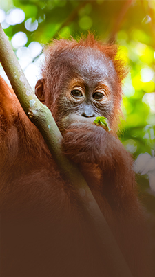 Borneo'da orangutan fotoğrafına 6 dolar: Yeni koruma modeli bir yılda yaklaşık 175.000 kayıt topladı