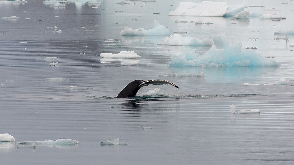 Diving Humpback Whale at Johan Petersen Fjord, East Greenland.jpg