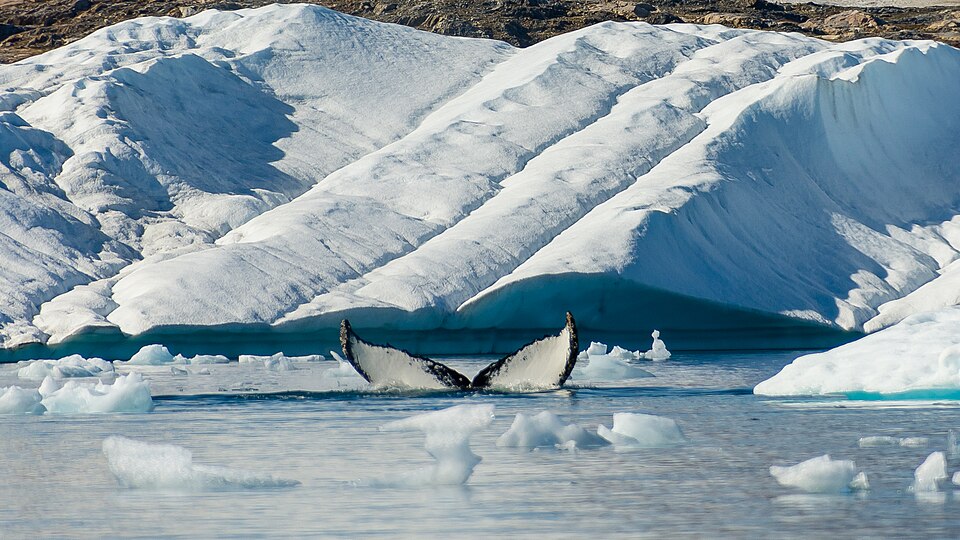 Diving Humpback Whale at Johan Petersen Fjord, East Greenland - 31533807577.jpg