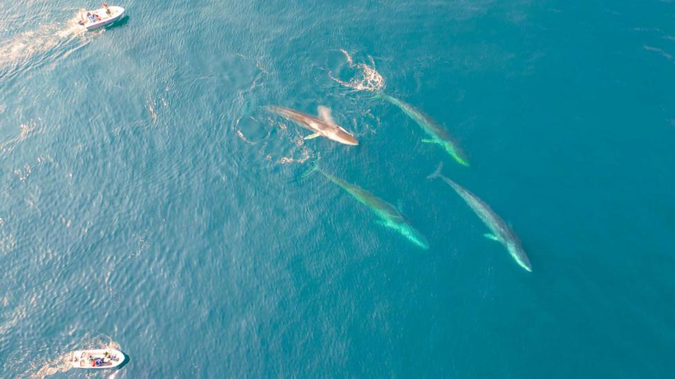 The image is captured from above by a drone. In the right side of the image, four huge fin whales - their long bodies fully visible in the clear blue water - swim in a group. Two small research boats are dwarfed by the marine mammals, as they observe from a safe distance - they are in the top and bo