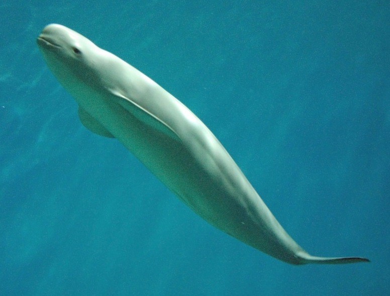 An Indo-Pacific finless porpoise at Shimonoseki Marine Science Museum, Japan. Image by Cipher01 via Wikimedia Commons (CC BY-SA 3.0).
