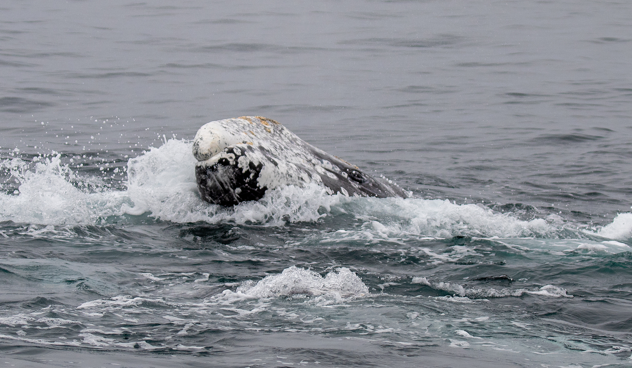 Banner image: Of a gray whale. Image courtesy of Robin Gwen Agarwal via iNaturalist (CC BY NC 4.0).