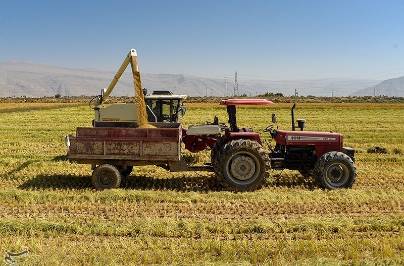 Rice harvesting in Kamfirooz-Fars paddy fields 2025 2 Tasnim.jpg