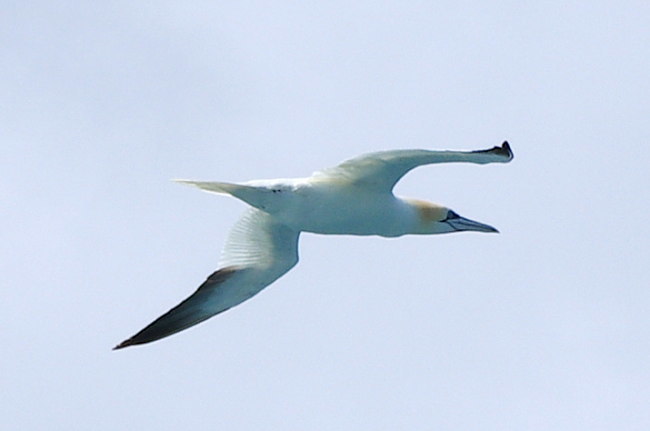 Morus bassanus
