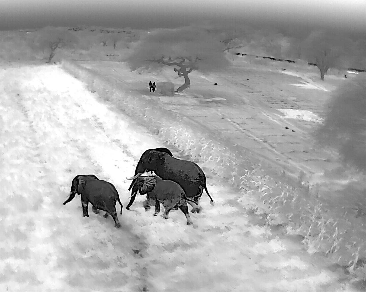 Thermal imagery captured by a drone used by a ranger unit in Amboseli. Image courtesy of Big Life Foundation.