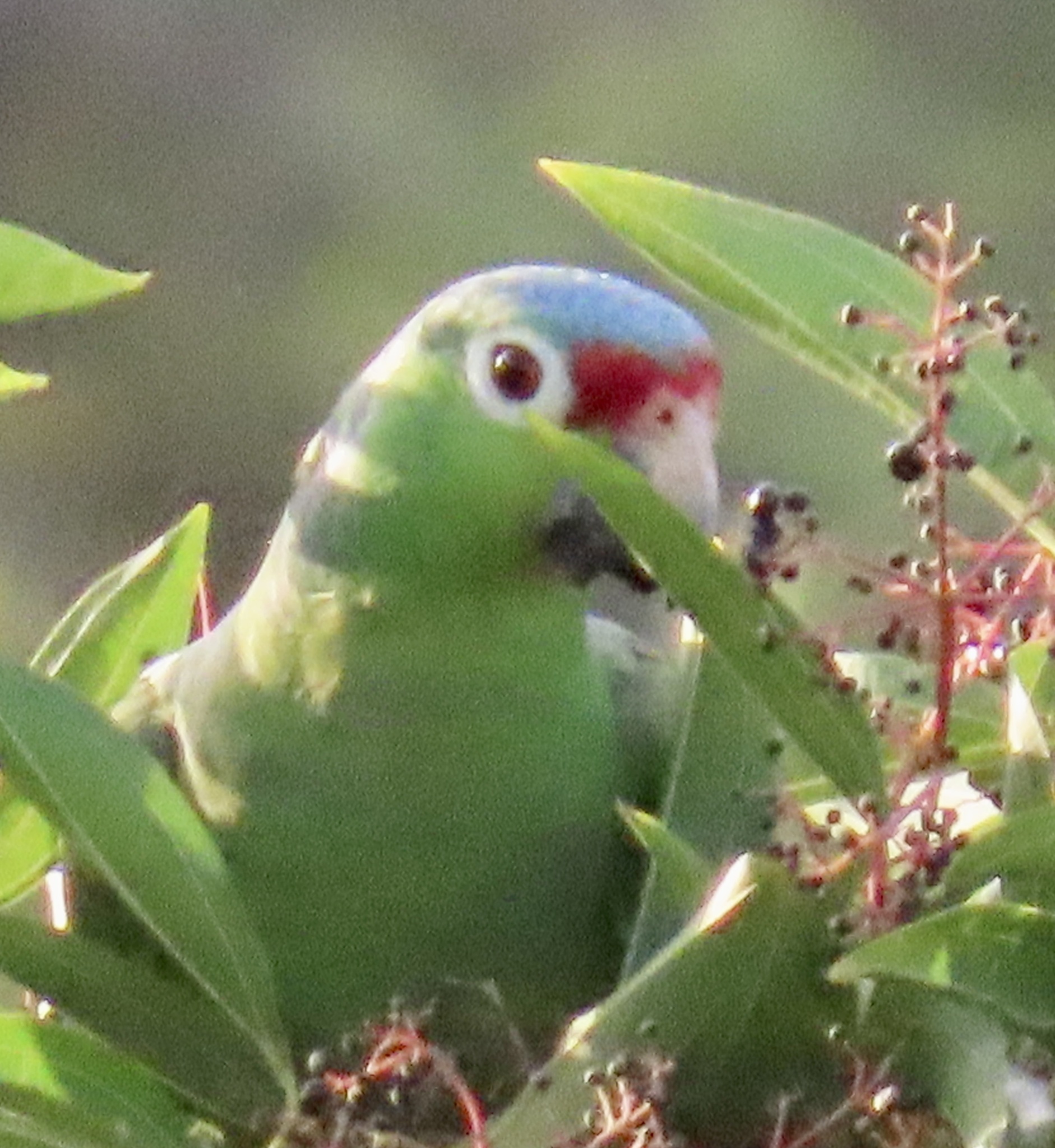 Amazona autumnalis