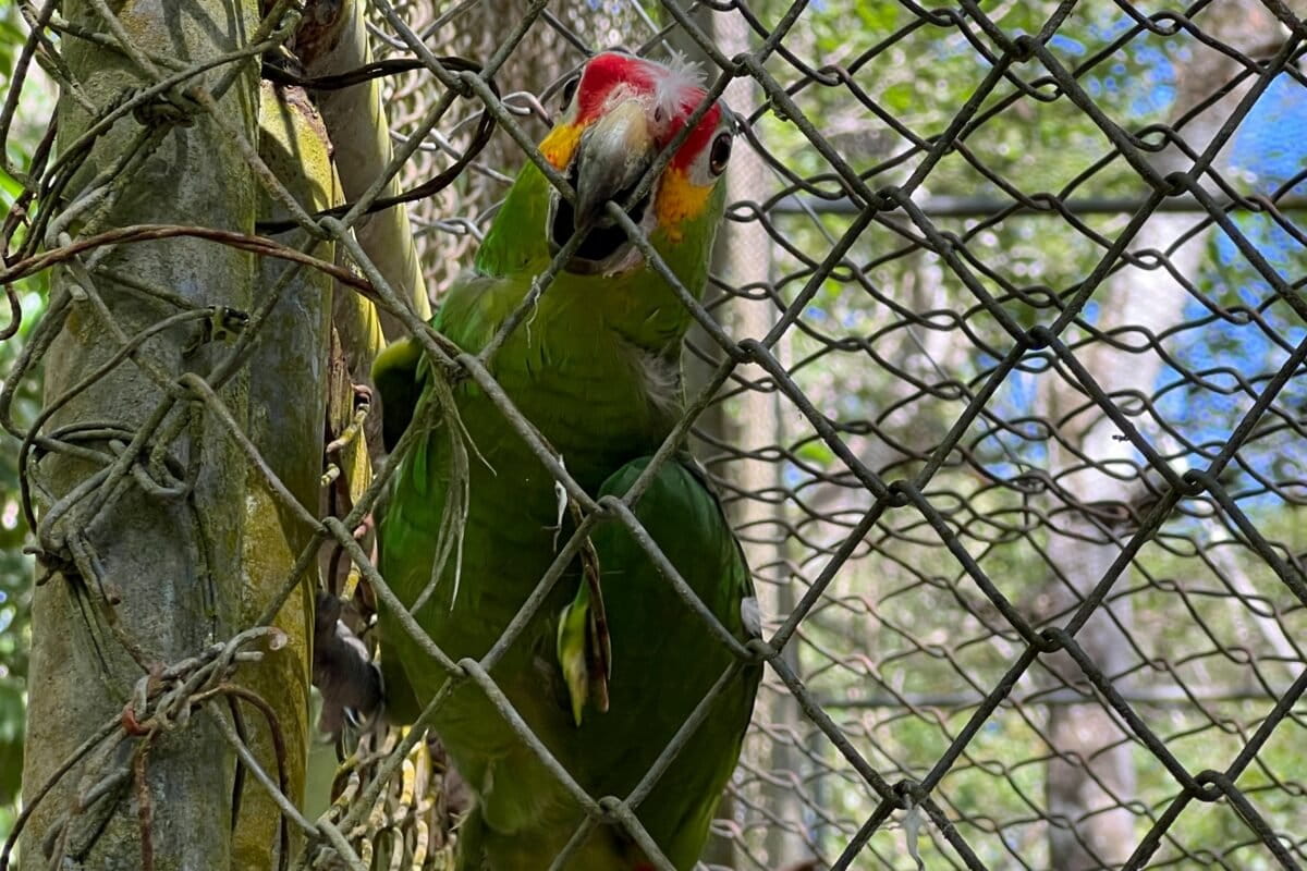 A red-lored Amazon parrot, which is native to Central and South America. Those who handle exotic birds are often at risk of contracting Avian chlamydiosis or psittacosis, a common infection among people who handle birds, earning it the nickname “bird handler’s disease”. Image courtesy of Humane World for Animals India.