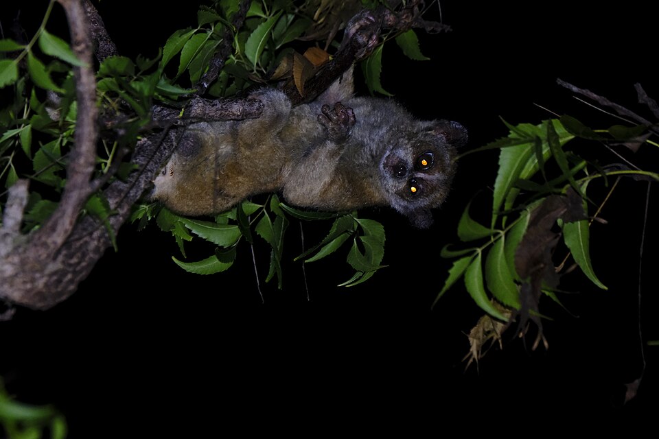 Xanthonycticebus pygmaeus 99592661.jpg