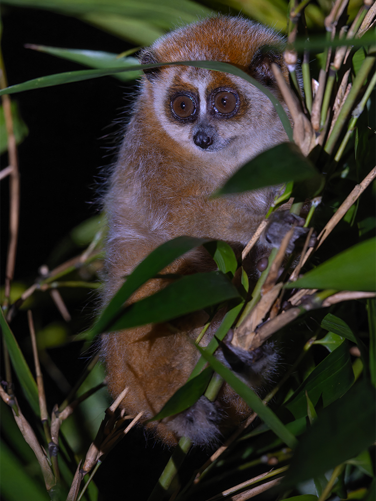 A northern pygmy slow loris