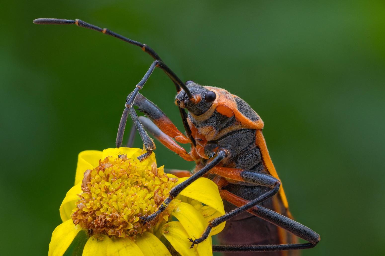 A species of plant bug, Stenomacea marginella, in Mexico in June 2026. Credit: Robert Briggs / Alamy Stock Photo