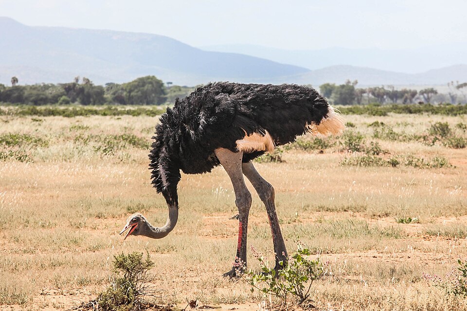 Struthio molybdophanes, male, Samburu National Reserve, Kenya.jpg