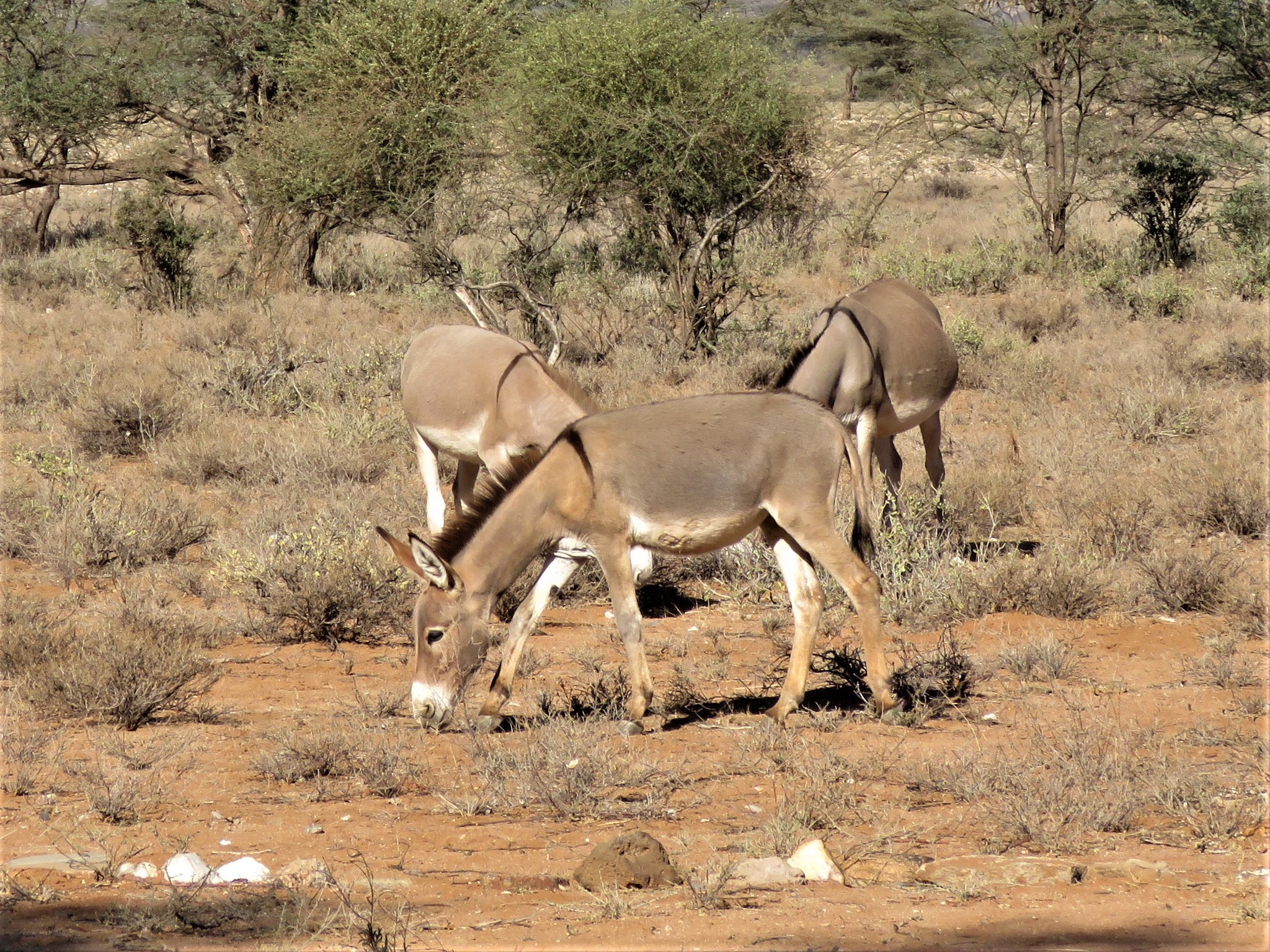 Equus asinus