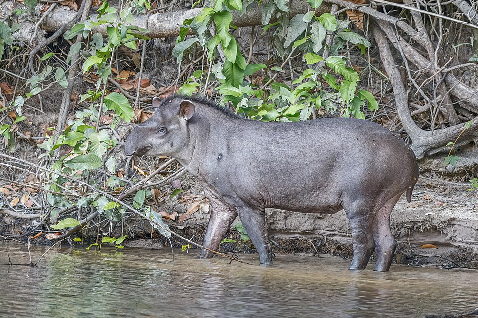 South American tapir (Tapirus terrestris).JPG