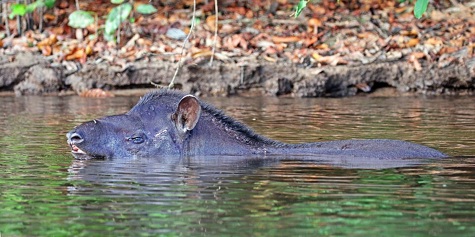 South American tapir (Tapirus terrestris) swimming Cristalino.jpg
