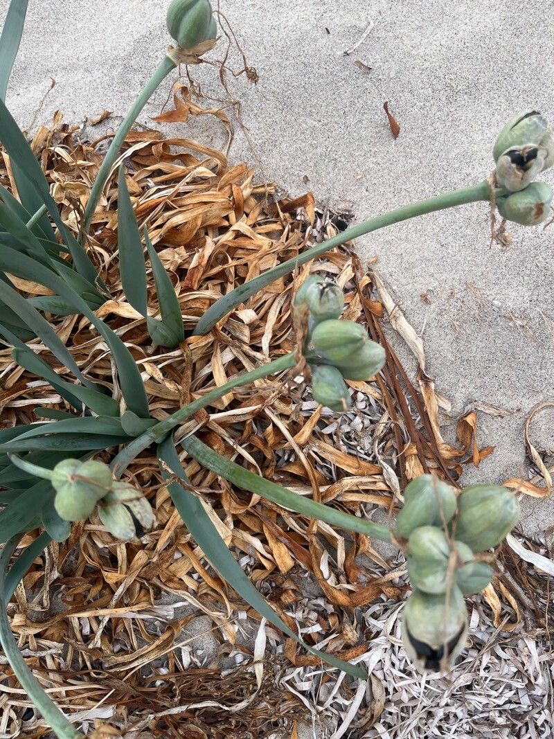 Pancratium maritimum