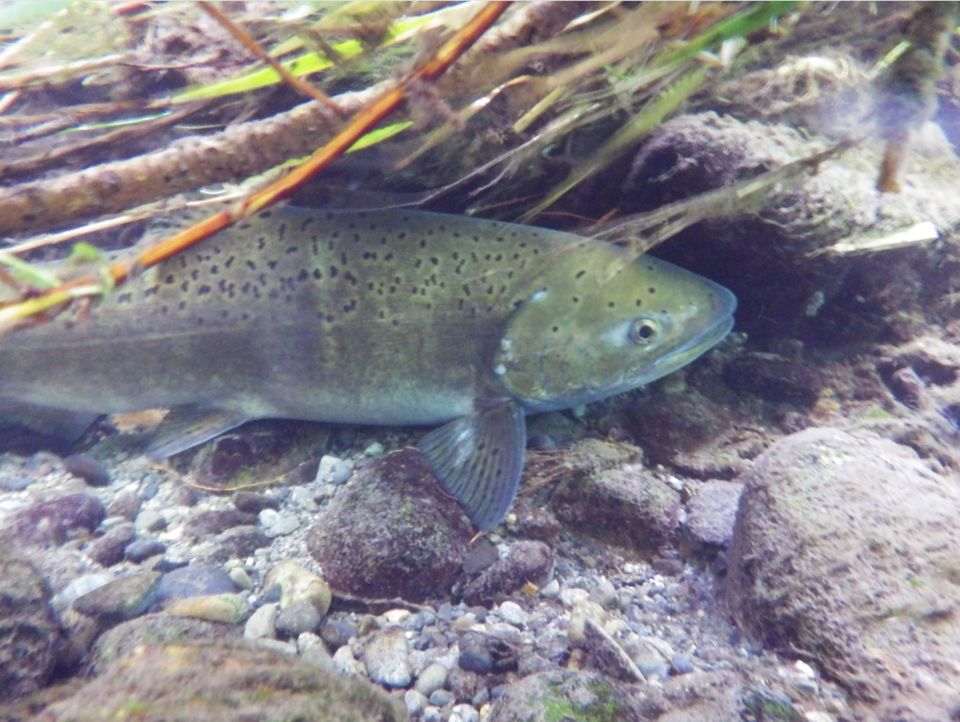 Spring Chinook salmon staging for spawning.png