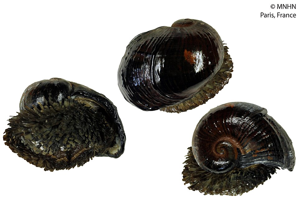 Chrysomallon squamiferum (MNHN-IM-2000-30072) 002.jpeg