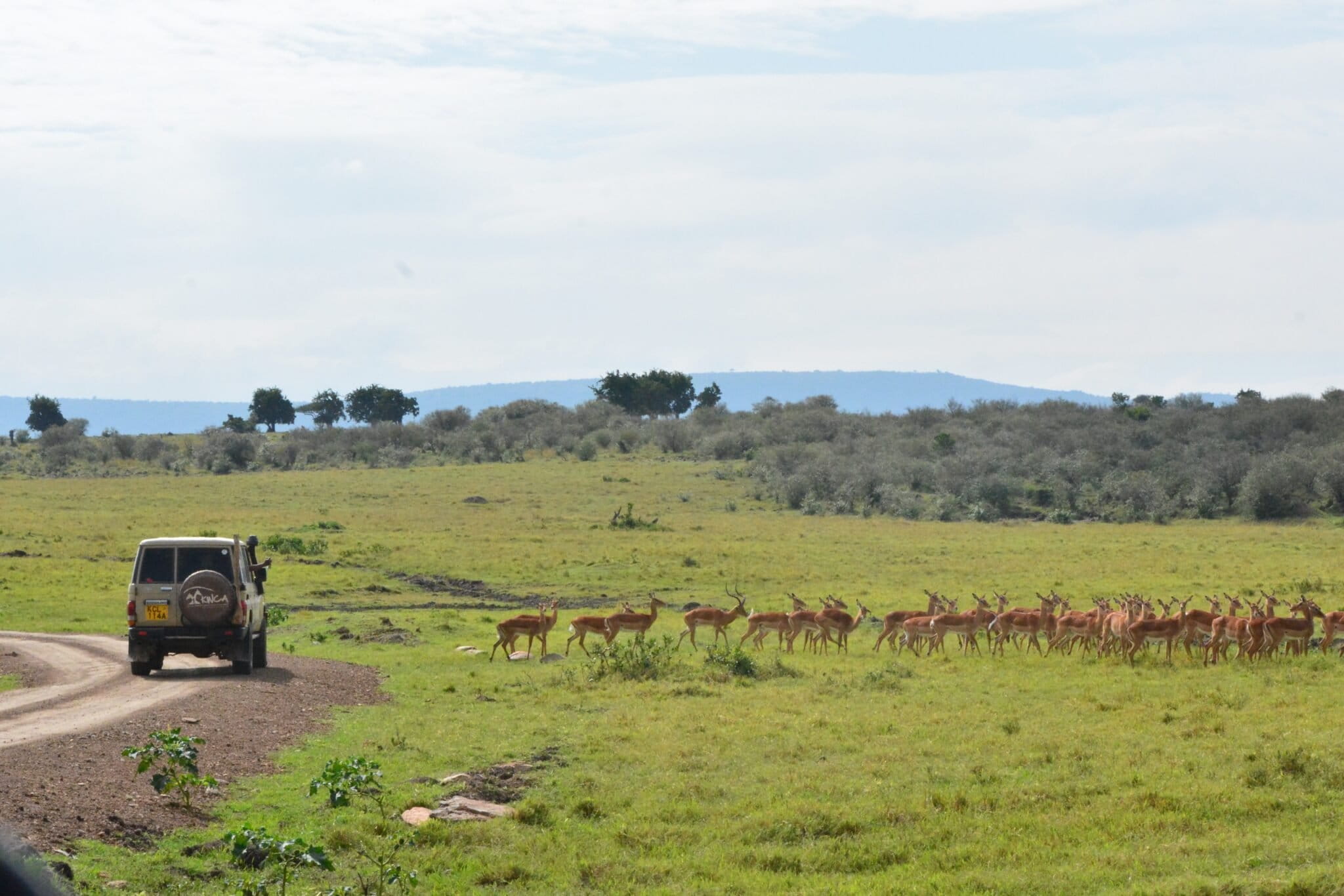 Locally-led organizations are working to decentralize conservation funding, such as through the recently-launched Kenya Conservancies Fund. Photo courtesy of Kenya Conservancies Fund/Kenya Wildlife Conservancies Association