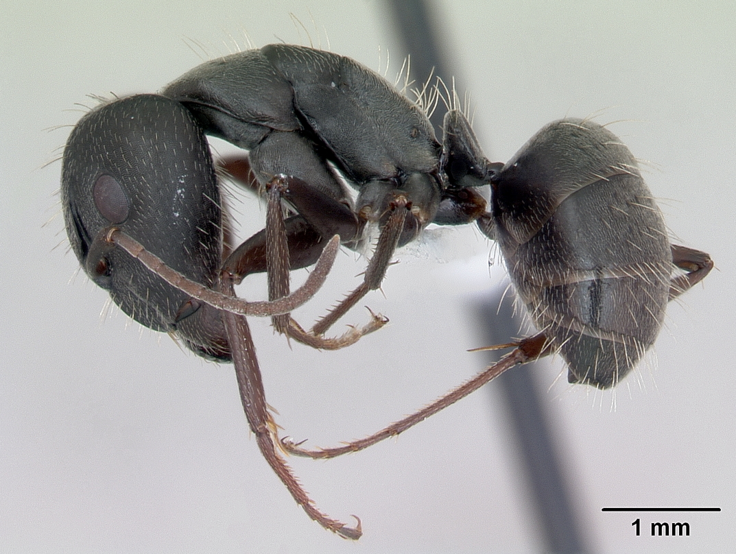 Camponotus termitarius