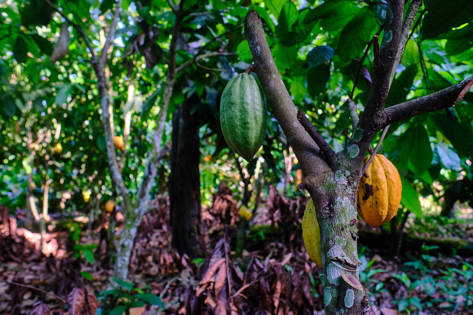 A young cacao tree in Grand Gedeh, Liberia. Photo by Ashoka Mukpo for Mongabay.