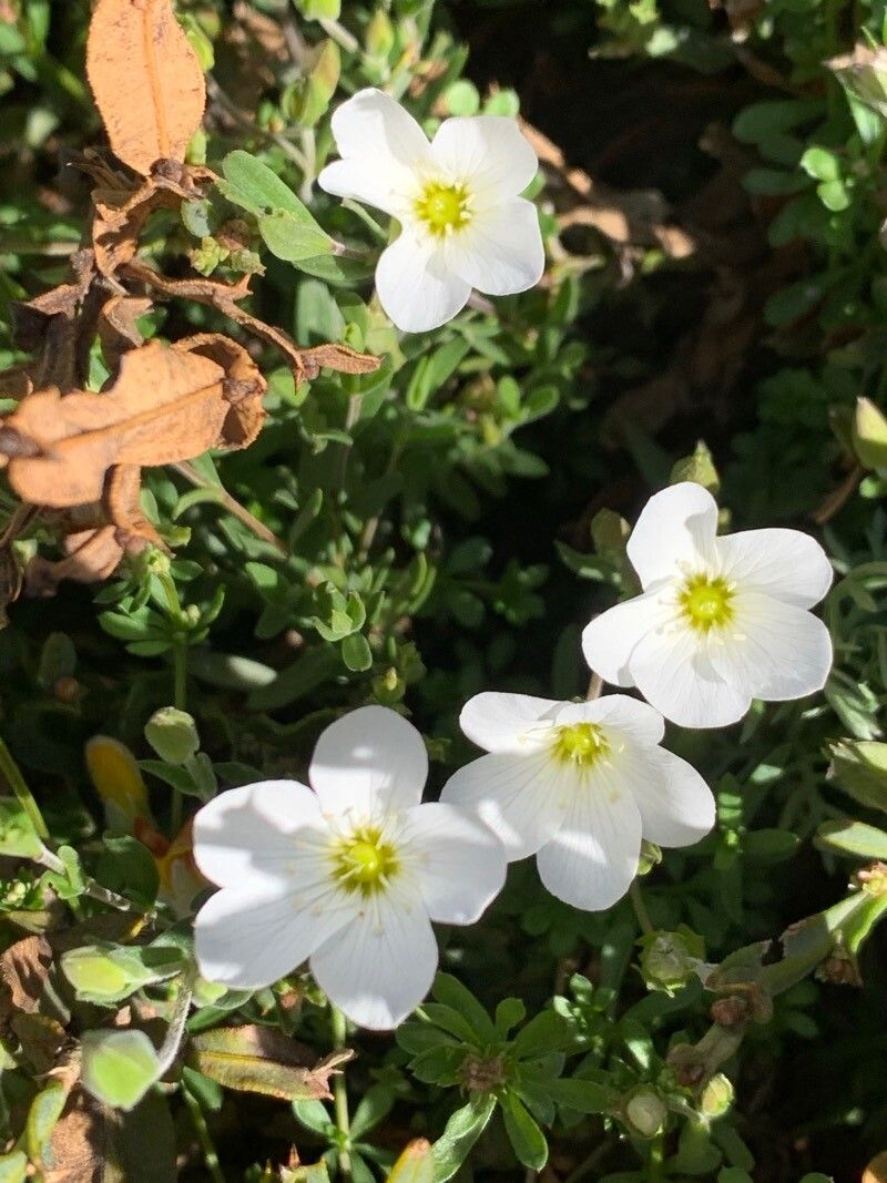 Arenaria montana