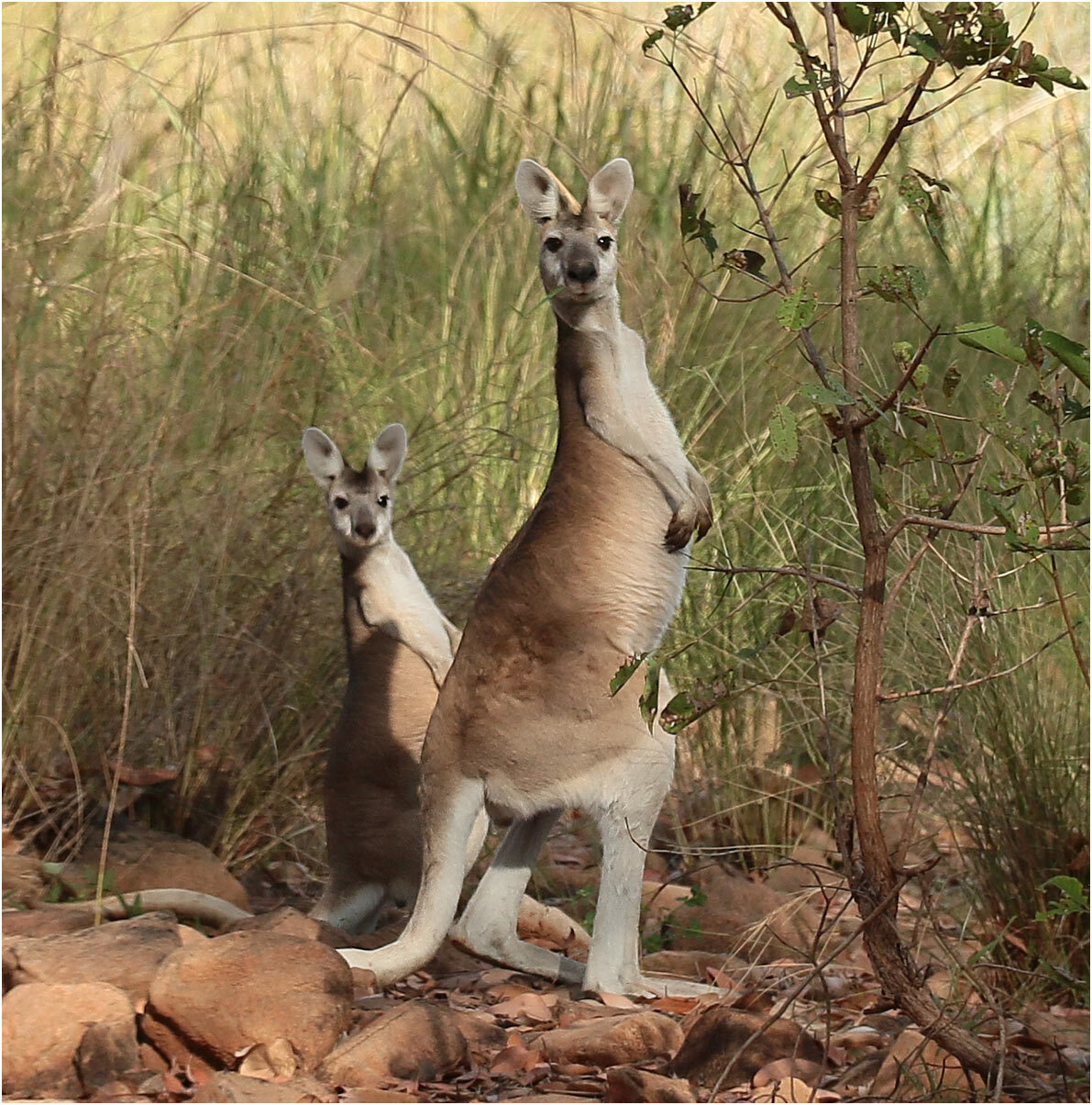 Antilopine kangaroo (Osphranter antilopinus) in Western Australia. Image © Benoît Guillon via iNaturalist (CC BY-NC 4.0). Antilopine kangaroo (Osphranter antilopinus) in Western Australia. — Antilopine kangaroo (Osphranter antilopinus) in Western Australia. Image © Benoît Guillon via iNaturalist (CC BY-NC 4.0).