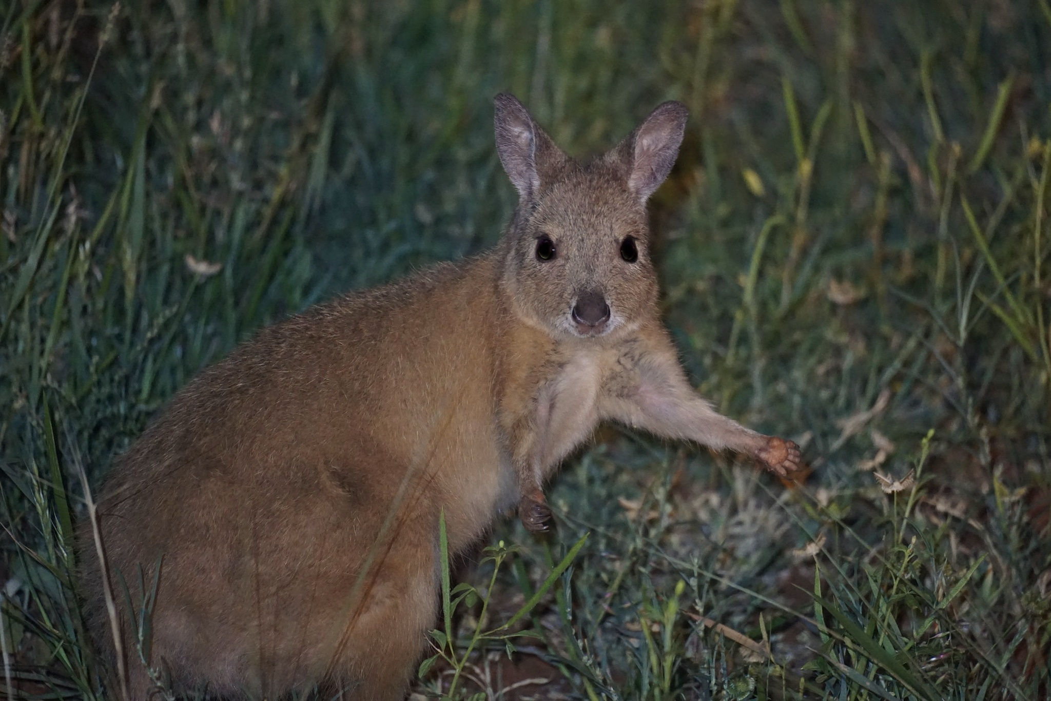 A Rufous-Hare wallaby (Lagorchestes hirsutus) in the Northern Territory. Image © delanyd via iNaturalist (CC BY-NC 4.0). A Rufous-Hare wallaby (Lagorchestes hirsutus) in Northern Territory. — A Rufous-Hare wallaby (Lagorchestes hirsutus) in the Northern Territory. Image © delanyd via iNaturalist (CC BY-NC 4.0).