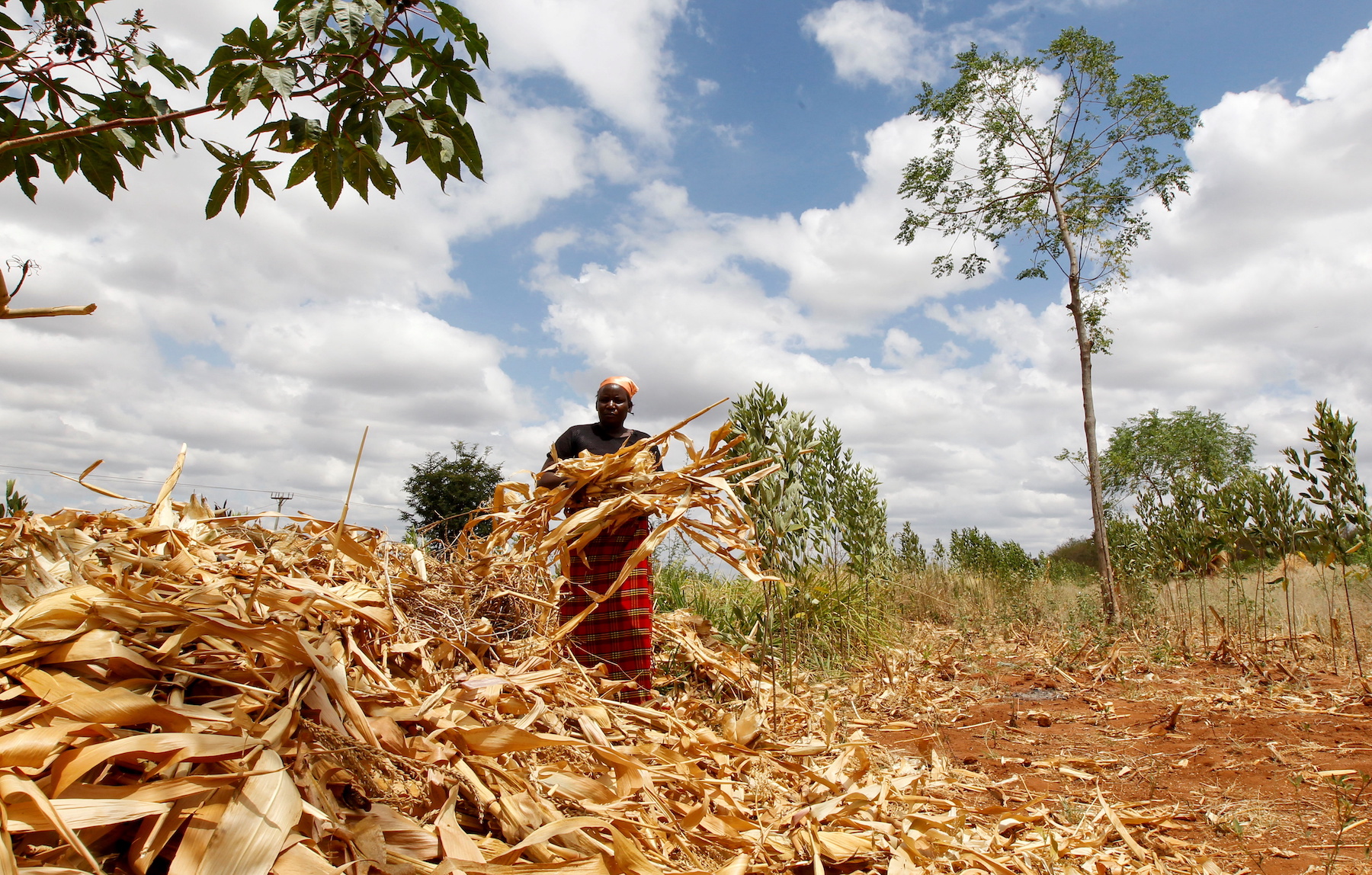 Waki Munyalo works on her farm after harvesting her maize insured by an agricultural insurance firm that helps small-scale farmers manage climate risks, in Kitui county, Kenya, March 17, 2021. (Photo: REUTERS/Monicah Mwangi)