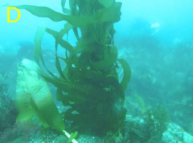 Macrocystis pyrifera sporophyte at Trumpeter Bay in early autumn 2021 .Fig7D Layton.png