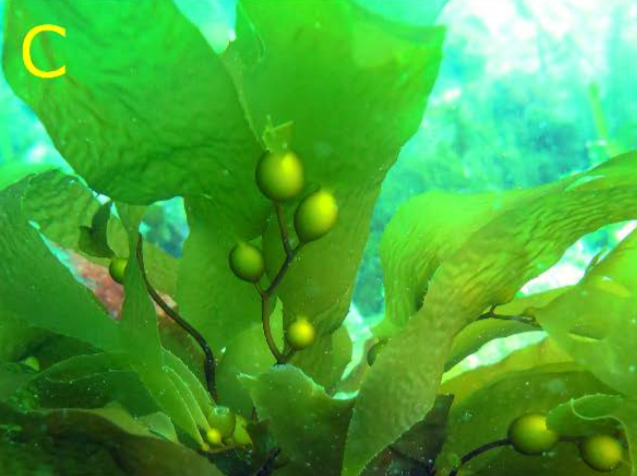 Macrocystis pyrifera sporophyte at Fortescue Bay in summer 2021 .Fig7C Layton.png — "Macrocystis pyrifera sporophyte at Fortescue Bay in summer 2021 .Fig7C Layton.png" by Cayne Layton, Craig R. Johnson, CC BY 4.0, via Wikimedia Commons