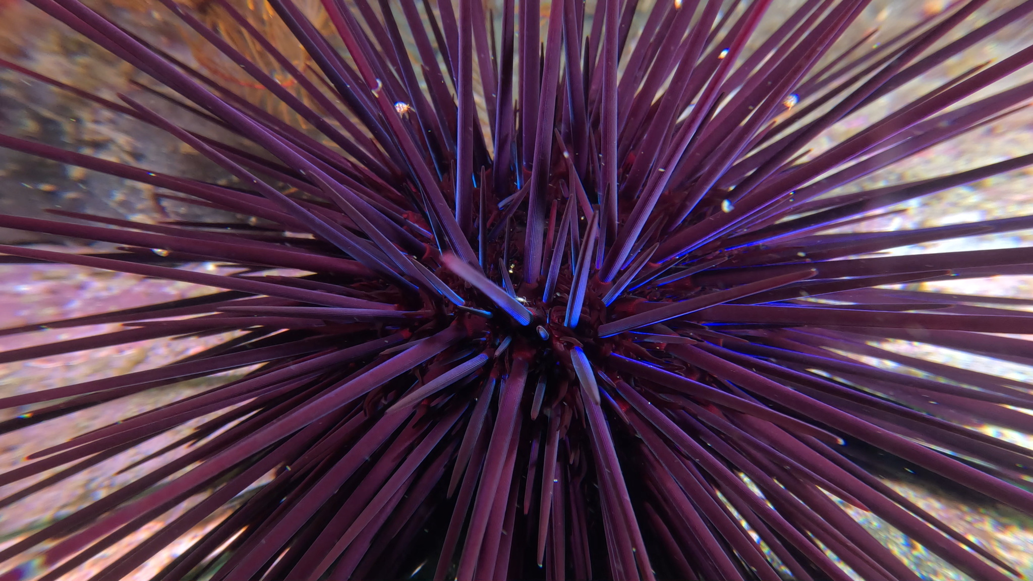 Long-spined sea urchin (Centrostephanus rodgersii) — Long-spined sea urchin (Centrostephanus rodgersii), also known as Centro, photographed in Tasmania. Image © Oliver Orr via iNaturalist (CC BY-NC 4.0).