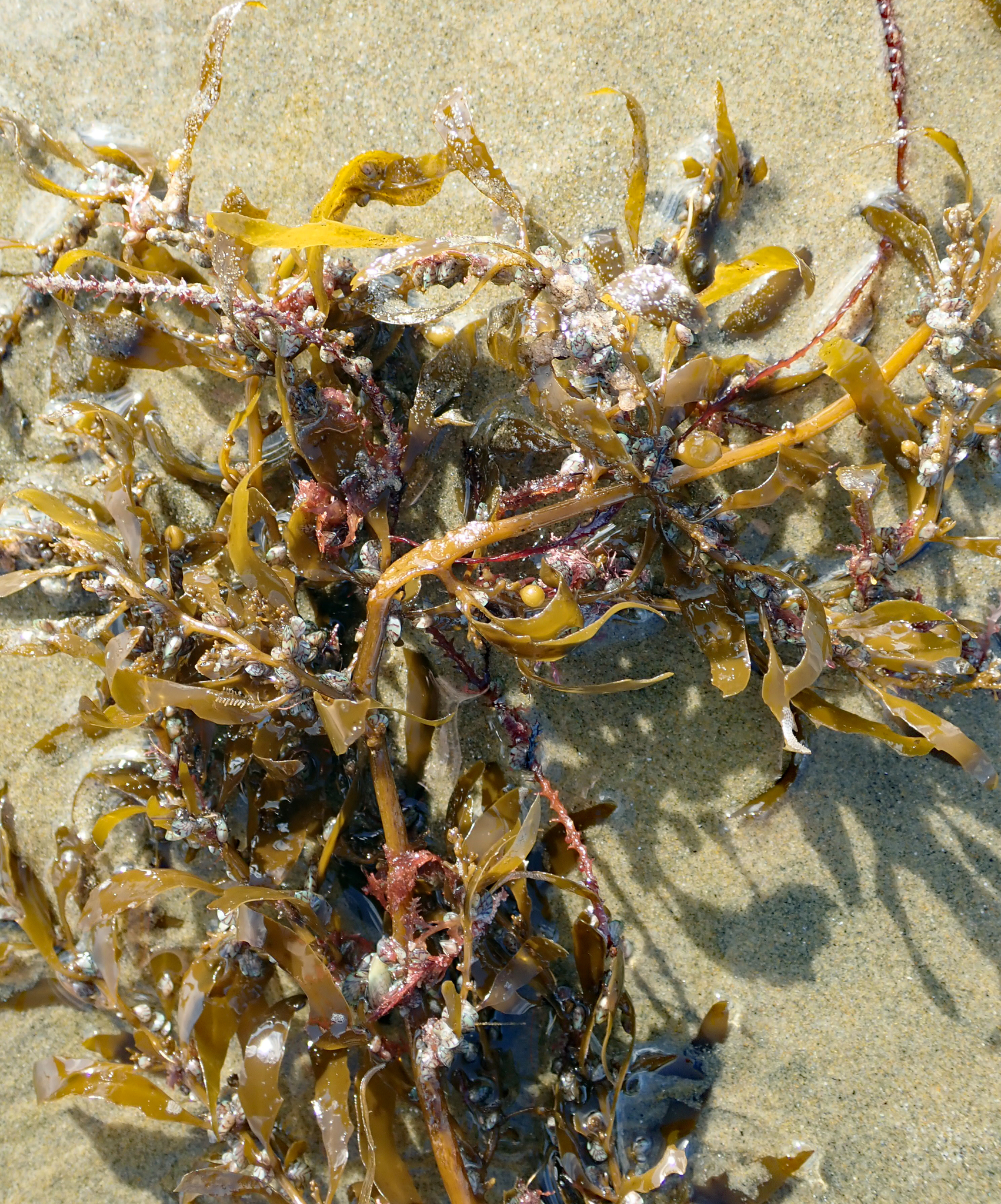 Sargassum sinclairii