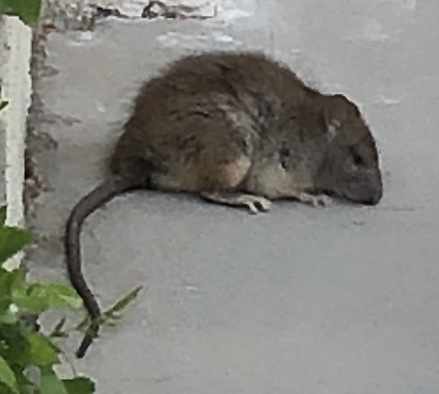 Rattus rattus