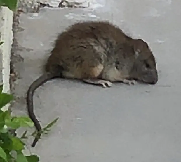 Rattus rattus