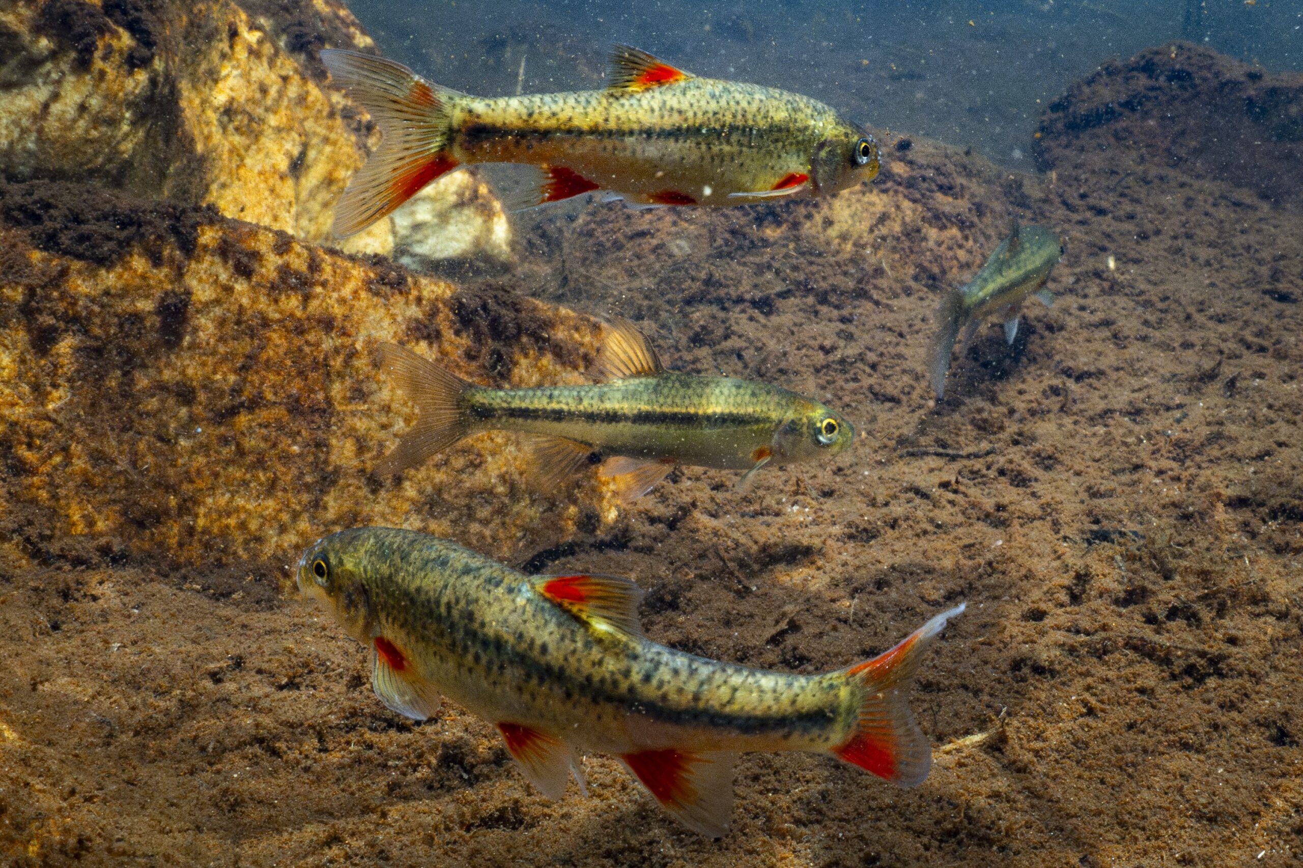 Doring firey Redfin in the Breekkrans River in the Cederberg.
