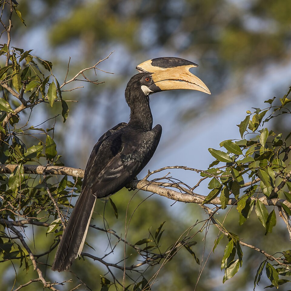 Malabar pied hornbill (Anthracoceros coronatus) male.jpg